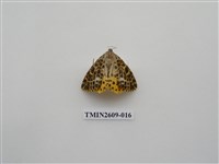 藏品(尺蛾124)的圖片